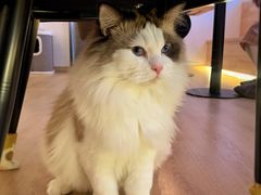 -猫腻·猫咖·撸猫馆(星光大道店)