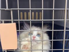 -小猫来了·猫舍(红山六九七九店)