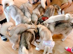 -Husky Go! 哈士奇体验馆·宠物咖啡厅狗咖