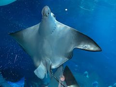 -烟台海昌鲸鲨海洋公园