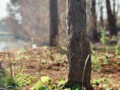 -上海海湾国家森林公园