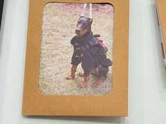 -瑞派康怡24h宠物医院·犬猫医疗中心·微创绝育(瑞景分院)