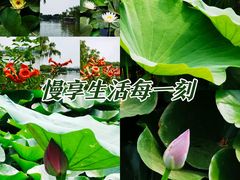 -陶然亭公园