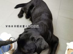 -联合动物医院(光谷诊疗中心)