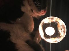 -Sirena海妖日咖夜酒