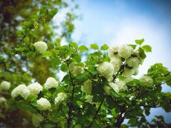 -贵州省植物园