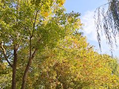 -大兴滨河森林公园