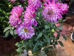 -朝来春花卉市场