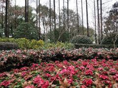 -徐家汇源景区-衡山公园