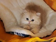 -纳吉亚猫专科动物医院·北北分院