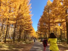 -塞罕坝国家级自然保护区