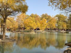 -金塔沙漠胡杨林景区