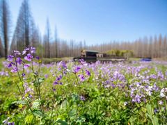 -黄海国家森林公园