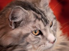 -猫在这儿猫咪咖啡馆·撸猫馆