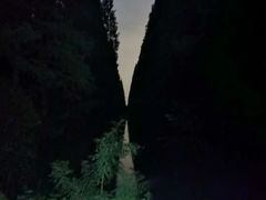 -东平国家森林公园