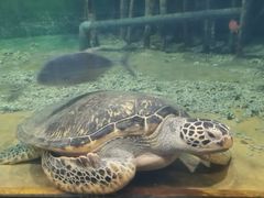-苏州海洋馆