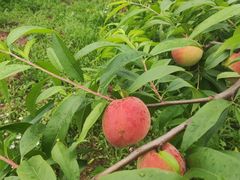 -桃源山庄·水蜜桃采摘·柴火鸡·烧烤团建(龙泉山店)