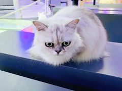 -极木²邸 人与宠物·互动社区