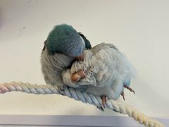 -吉丁鸟咖·异宠·寄养