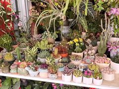 -溪岸路花鸟市场