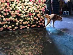 -百好乐宠物友好餐厅(朝外大街店)