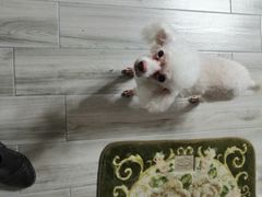 -圣宠动物医院·犬猫专科·影像中心·外科中心