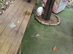 -呀路古热带植物园