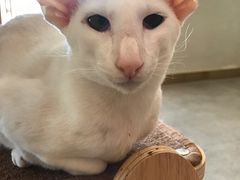 -飞行喵MR PILOT|猫舍·猫咖(静安大融城店)