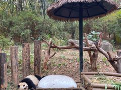 -广州长隆野生动物世界