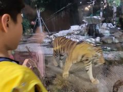 -上海野生动物园老虎餐厅