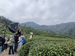 -十八棵（老龙井）御茶园(老龙井店)