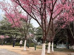 -月湖风景区