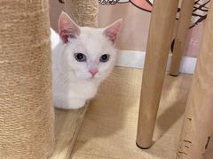 -Let's go狗咖·猫咖·奶狗·桌游(春熙路IFS店)