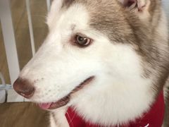 -Husky Go! 哈士奇体验馆·宠物咖啡厅狗咖