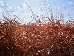 -野鸭湖国家湿地公园