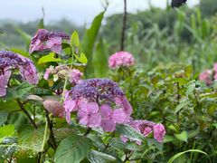 -东山风景区(洞庭东山)