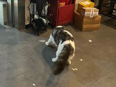 -Mr.Fox狐狸先生超级密室(南山店)