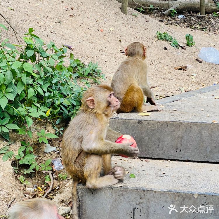 吃吃喝喝玩玩乐乐（贵州黔灵山）