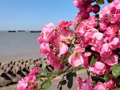 -上海滨江森林公园