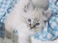 -喵zoo家庭繁育猫舍(尖东智能花园店)