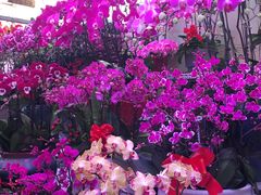 -花鸟鱼虫鲜花绿植市场(玉泉路店)