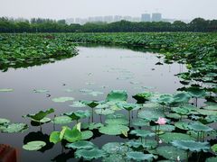 -荷塘月色湿地公园·向阳花洲