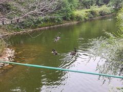 -长白岛森林公园