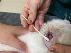 -瑞派康怡24h宠物医院·犬猫医疗中心·微创绝育(瑞景分院)