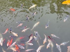 -苏州文庙(姑苏区)