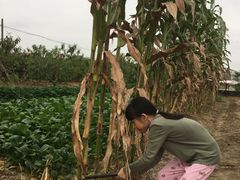 -南汇老顾农家乐采摘大团水蜜桃采摘店