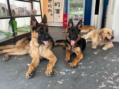 -趣多多宠物公园·宠物训犬学校·宠物寄养