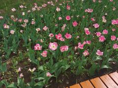 -长春公园(普阳街道)