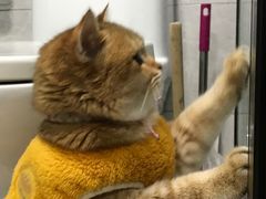 -东方名猫馆·英短金渐层布偶猫舍(环线广场1号楼店)