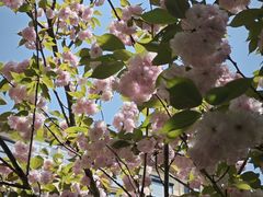 -陈家山荷花公园